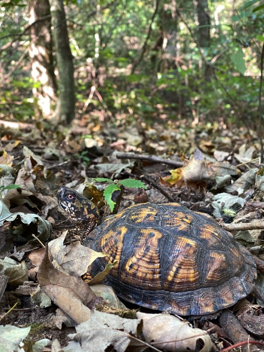 Eastern Box Turtle
